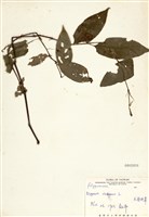 藏品(火炭母草)的圖片